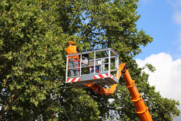 Professional Tree Removal and Landscaping Services in West Berlin, NJ